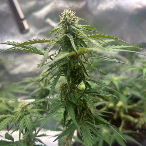 Auto Northern Lights #2 growlog timeline photo