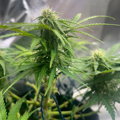 Auto Northern Lights #1 growlog timeline photo