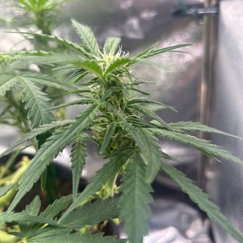 Auto Northern Lights #3 growlog timeline photo