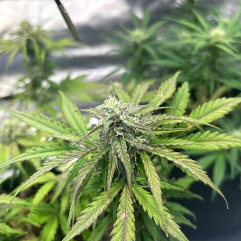 Auto Northern Lights #2 growlog timeline photo