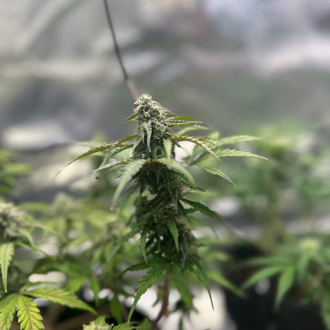 Auto Northern Lights #2 growlog timeline photo