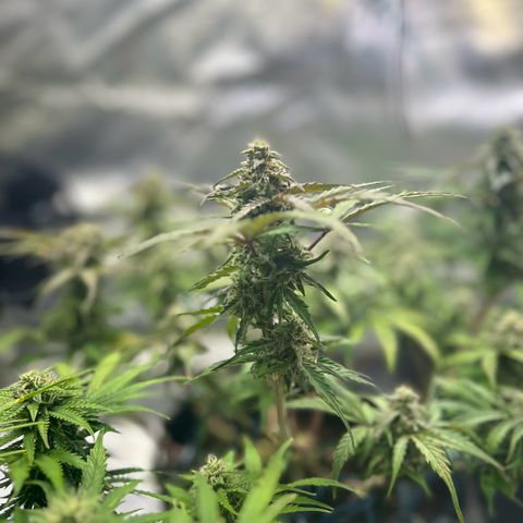 Auto Northern Lights #2 growlog timeline photo