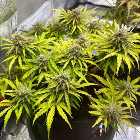 Auto Northern Lights #1 growlog timeline photo