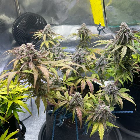 Auto Northern Lights #2 growlog timeline photo