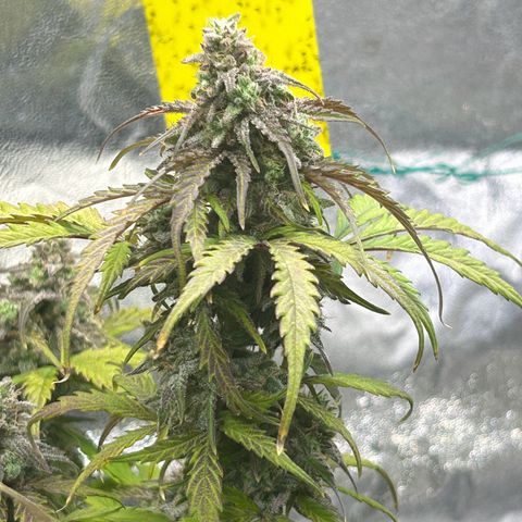 Auto Northern Lights #2 growlog timeline photo