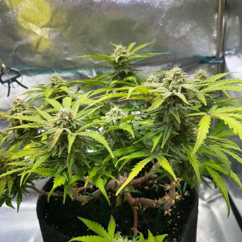 Auto Northern Lights #3 growlog timeline photo