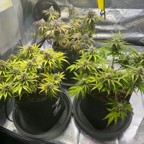 Auto Northern Lights #1 growlog timeline photo
