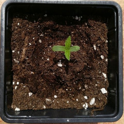 Jack Herer growlog timeline photo
