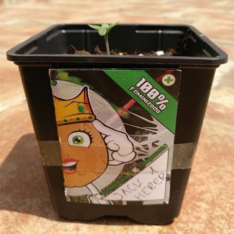 Jack Herer growlog timeline photo