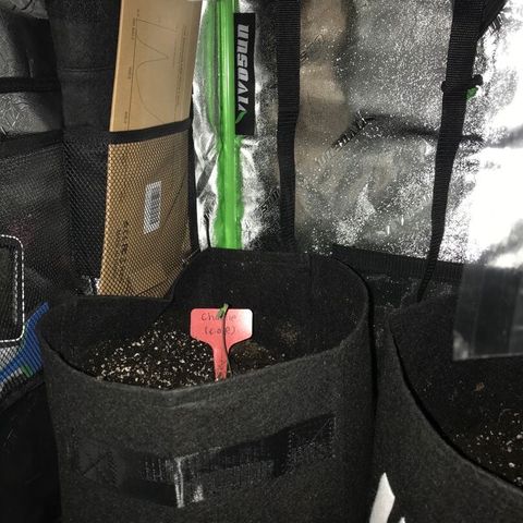Mac growlog timeline photo