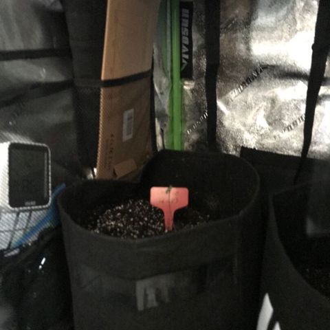 Mac growlog timeline photo