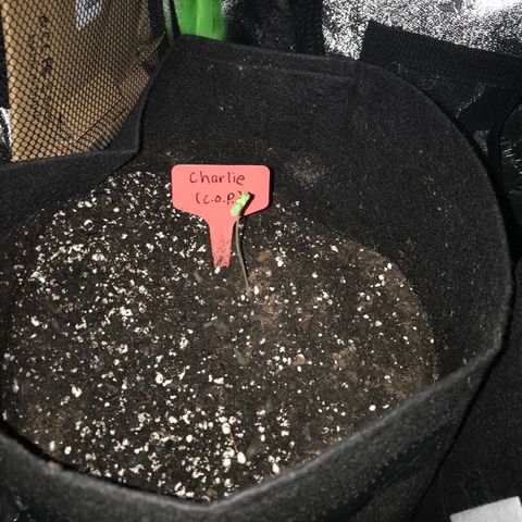 Mac growlog timeline photo