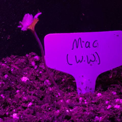 Mac growlog timeline photo