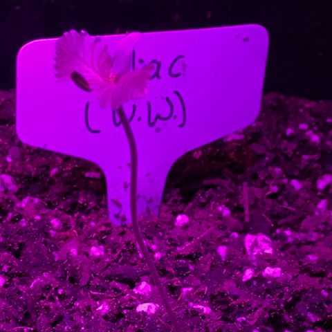 Mac growlog timeline photo
