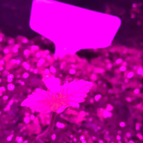 Mac growlog timeline photo