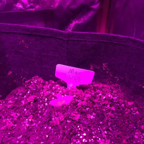 Mac growlog timeline photo