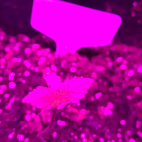 Mac growlog timeline photo