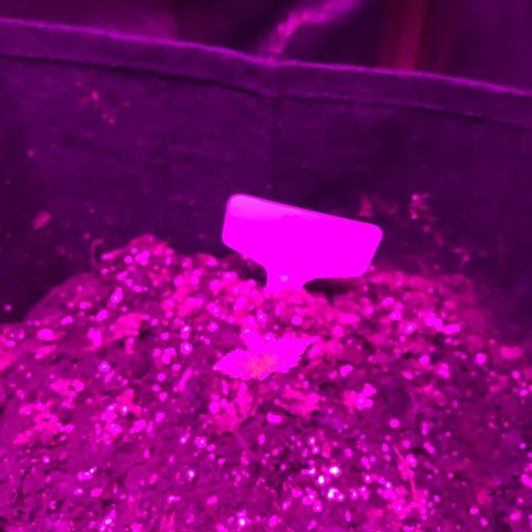 Mac growlog timeline photo