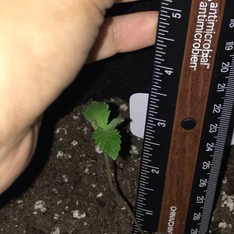 Mac growlog timeline photo