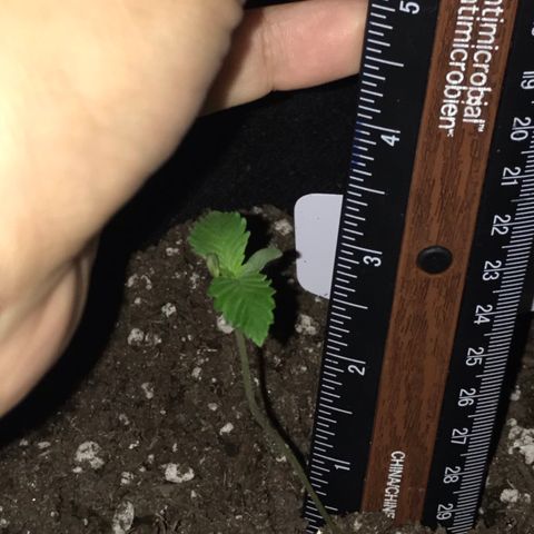 Mac growlog timeline photo