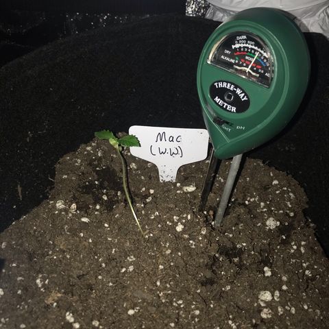 Mac growlog timeline photo