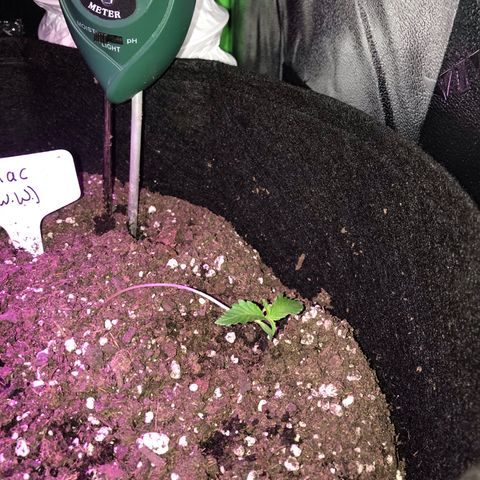 Mac growlog photo: Mac is looking leggy and floppy; he’s been rotated and the lights were moved closer yesterday