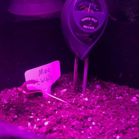 Mac growlog photo: Mac is looking leggy and floppy; he’s been rotated and the lights were moved closer yesterday