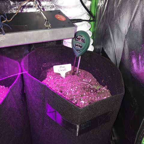Mac growlog photo: Mac is looking leggy and floppy; he’s been rotated and the lights were moved closer yesterday