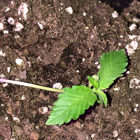 Mac growlog photo: Mac is looking leggy and floppy; he’s been rotated and the lights were moved closer yesterday