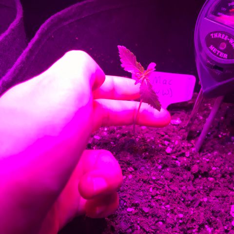 Mac growlog photo: Mac is looking leggy and floppy; he’s been rotated and the lights were moved closer yesterday