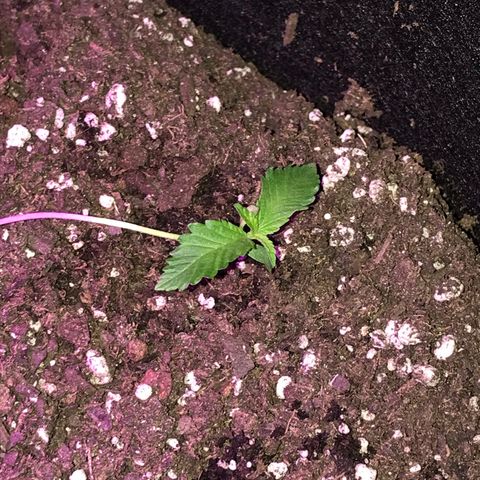 Mac growlog photo: Mac is looking leggy and floppy; he’s been rotated and the lights were moved closer yesterday