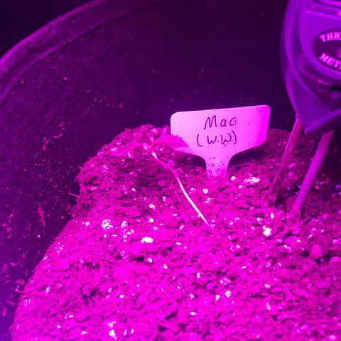 Mac growlog photo: Mac is looking leggy and floppy; he’s been rotated and the lights were moved closer yesterday