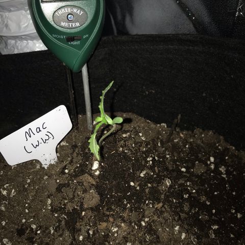 Mac growlog timeline photo