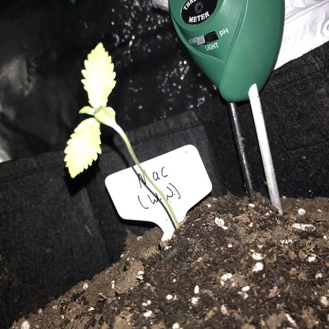 Mac growlog timeline photo