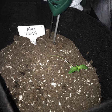 Mac growlog timeline photo
