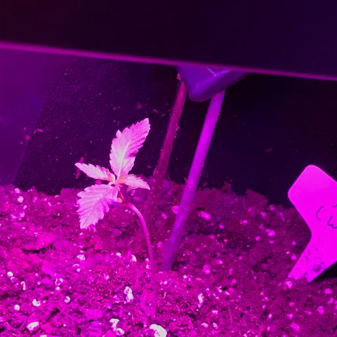 Mac growlog timeline photo