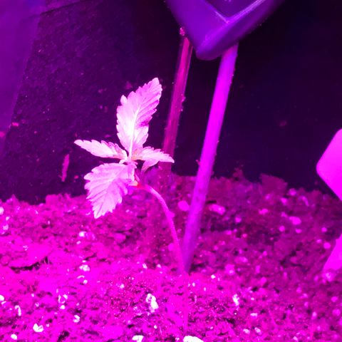 Mac growlog timeline photo