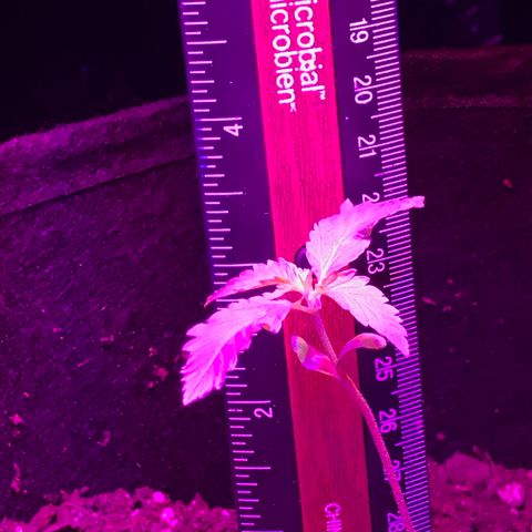 Mac growlog timeline photo