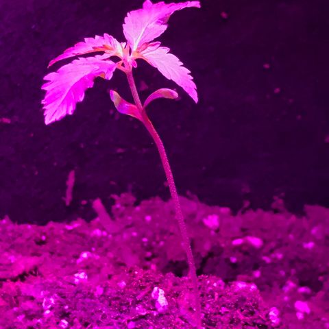 Mac growlog timeline photo