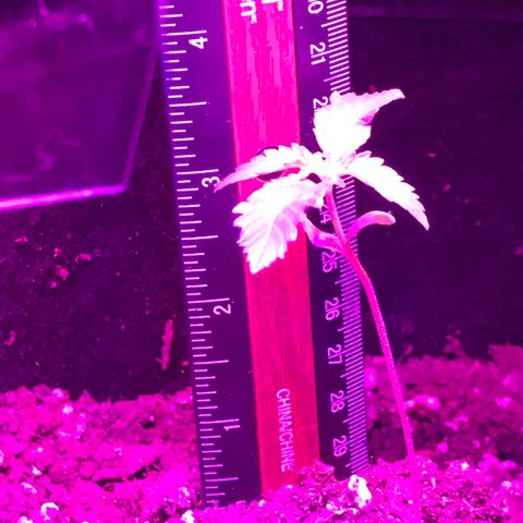 Mac growlog timeline photo