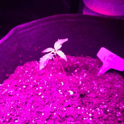 Mac growlog timeline photo
