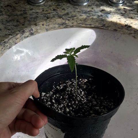 Mac growlog photo: I think Mac should be larger by now. The pot he’s in retains a lot of water at the bottom, but not at the top. His roots are thin and shallow. I am repotting him into a small pot until he is large enough to have a deep root system.
