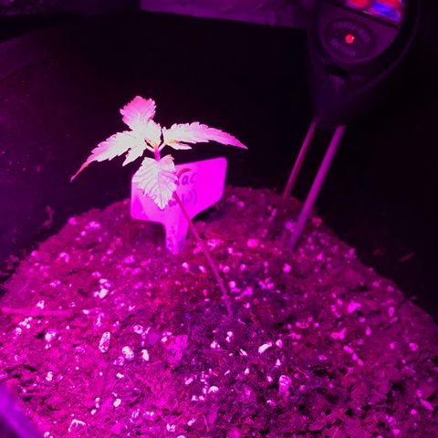 Mac growlog timeline photo