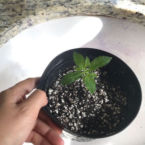 Mac growlog timeline photo