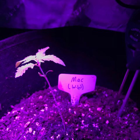 Mac growlog timeline photo
