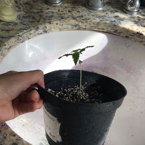 Mac growlog photo: I think Mac should be larger by now. The pot he’s in retains a lot of water at the bottom, but not at the top. His roots are thin and shallow. I am repotting him into a small pot until he is large enough to have a deep root system.
