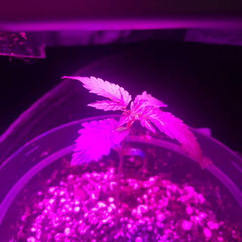Mac growlog photo: Mac is responding well to his reporting! Through God, all things are possible (so jot that down)