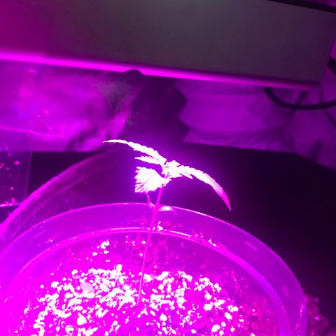 Mac growlog photo: Mac is responding well to his reporting! Through God, all things are possible (so jot that down)