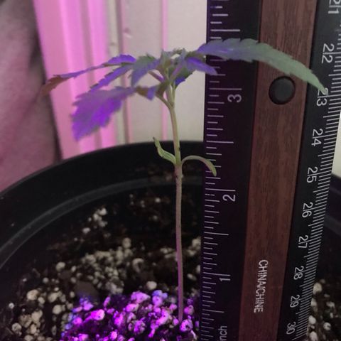 Mac growlog photo: Mac is doing great in his new small pot!