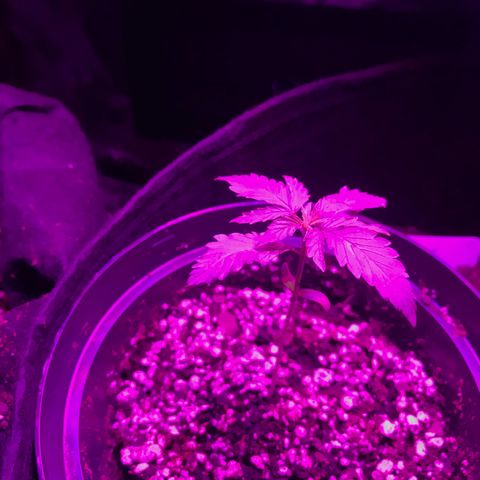 Mac growlog photo: Mac is doing great in his new small pot!